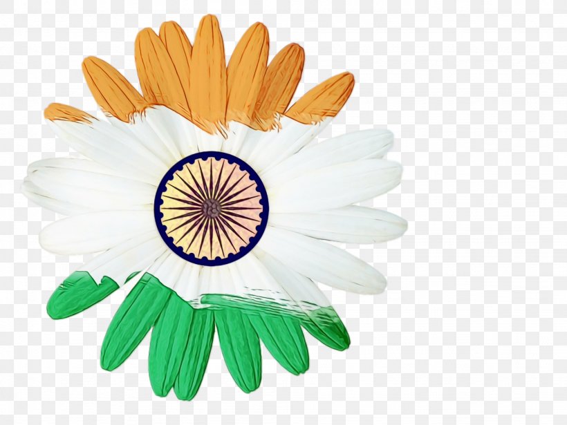 India Independence Day Flower Background, PNG, 2048x1536px, India Independence Day, African Daisy, Aster, B R Ambedkar, Barberton Daisy Download Free