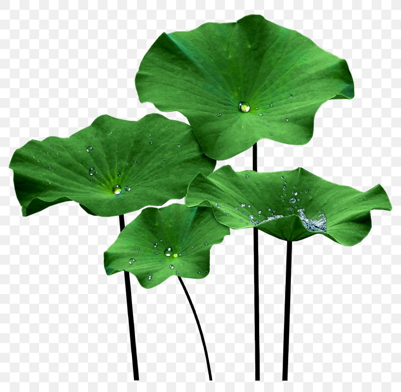 Nelumbo Nucifera Lotus Effect Leaf Clip Art, PNG, 800x800px, Nelumbo Nucifera, Aquatic Plants, Extract, Flower, Green Download Free