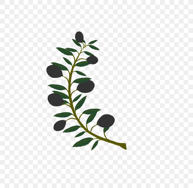 Olive Branch Clip Art, PNG, 566x800px, Olive, Branch, Doves As Symbols, Drawing, Food Download Free