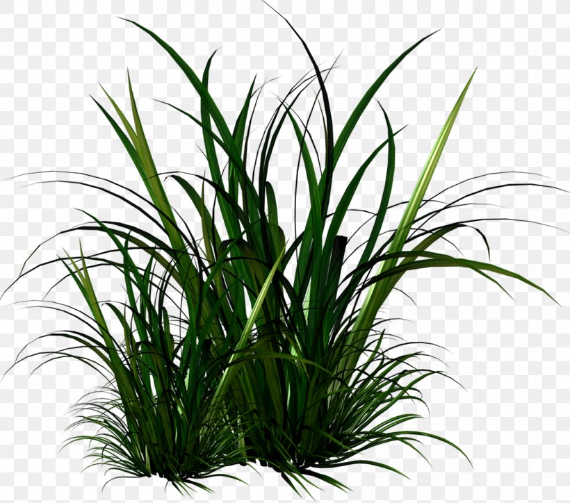 Ornamental Grass Clip Art, PNG, 1113x983px, Ornamental Grass, Alpha Compositing, Apng, Chrysopogon Zizanioides, Commodity Download Free
