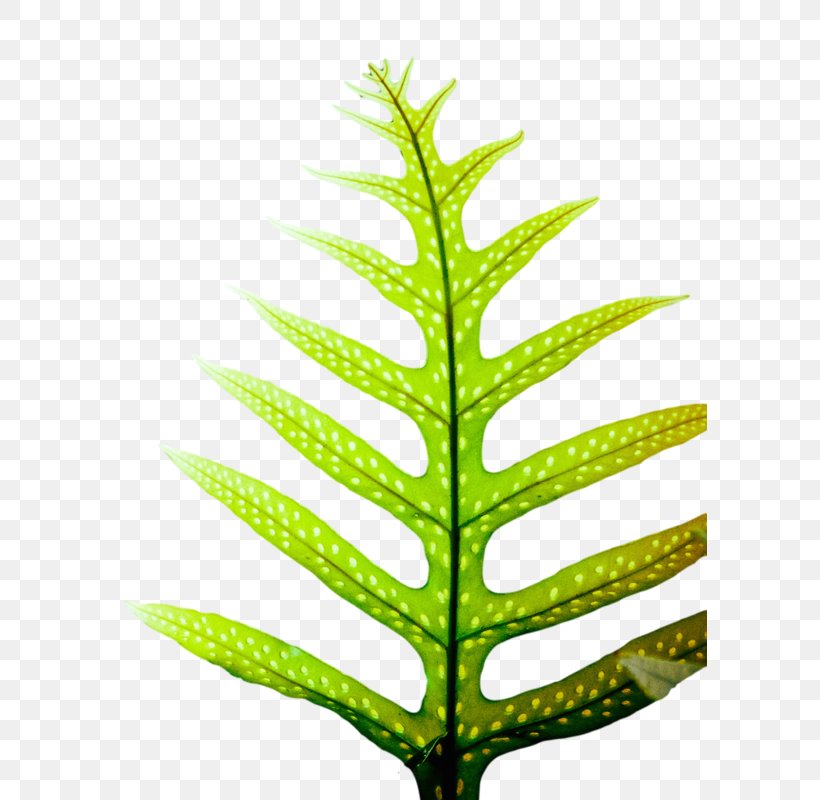Plant Stem Leaf Fern Vascular Plant Tree, PNG, 594x800px, Plant Stem, Fern, Ferns And Horsetails, Leaf, Plant Download Free