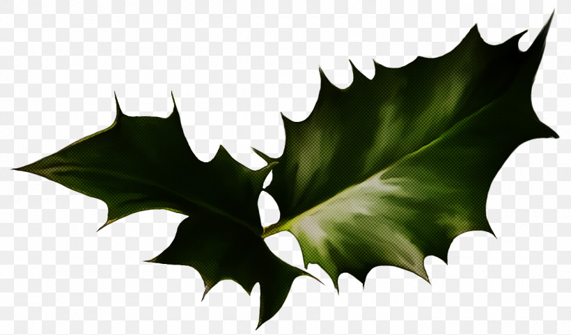 Christmas Holly Ilex Holly, PNG, 1300x764px, Christmas Holly, American Holly, Christmas, Flower, Holly Download Free