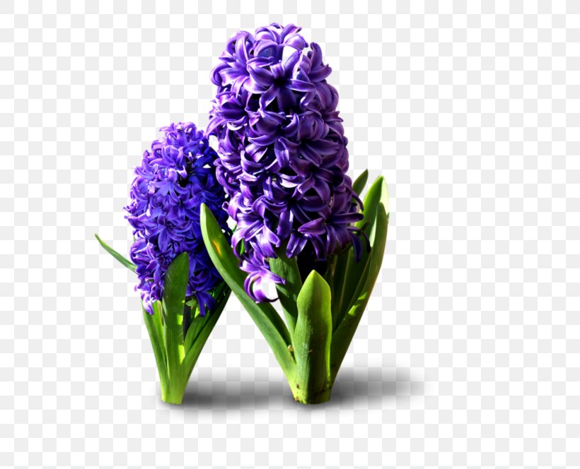 Hyacinthus Orientalis Flower, PNG, 600x664px, Hyacinthus Orientalis, Computer Software, Cut Flowers, Dots Per Inch, Floral Design Download Free