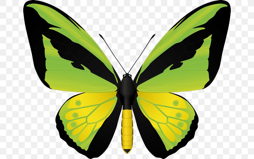 Insect Birdwing Swallowtail Butterfly Image Stock Illustration, PNG, 670x515px, Insect, Arthropod, Birdwing, Brush Footed Butterfly, Butterflies Download Free