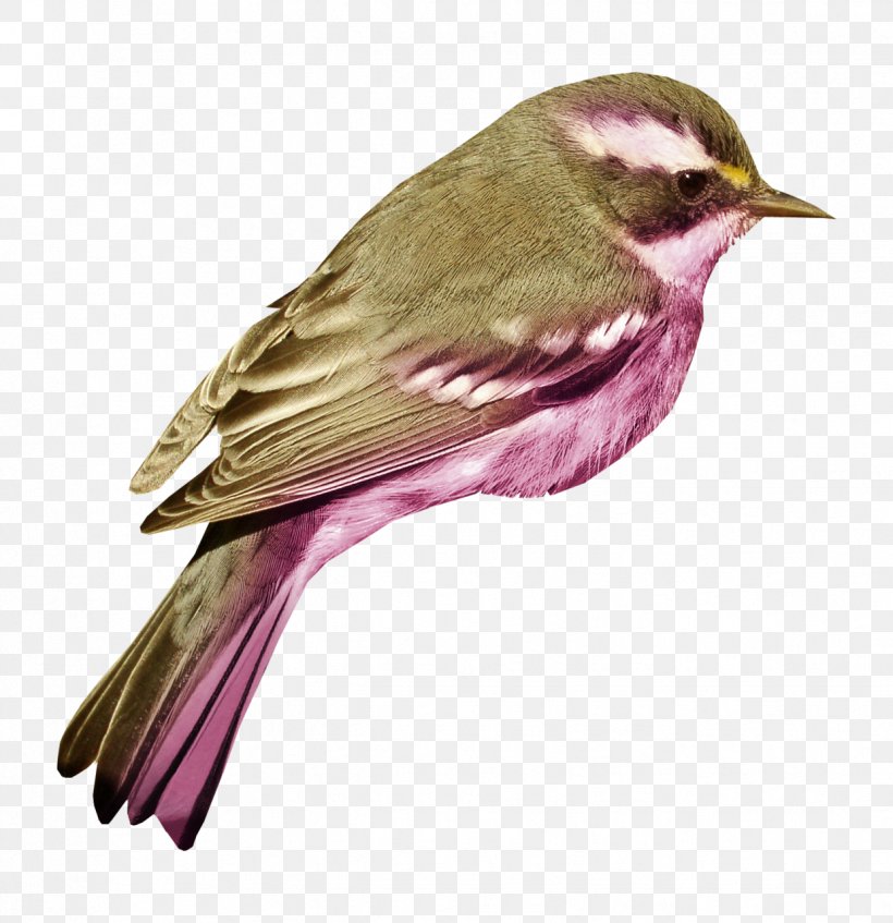 Bird House Sparrow Clip Art, PNG, 1239x1280px, Bird, Beak, Color, Emberizidae, Fauna Download Free