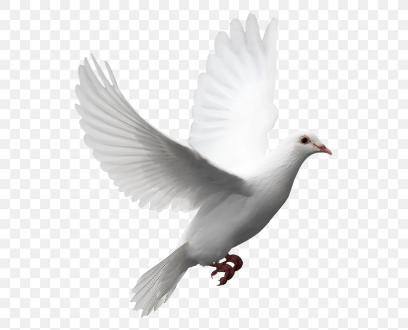 Columbidae Release Dove Doves As Symbols Domestic Pigeon Clip Art, PNG, 569x664px, Columbidae, Beak, Bird, Domestic Pigeon, Doves As Symbols Download Free
