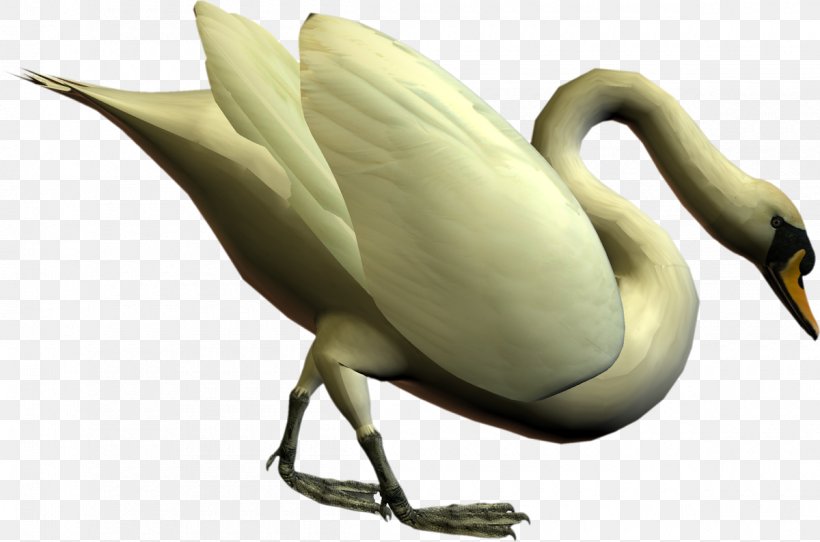 Cygnini Bird Duck Goose Anatidae, PNG, 1200x794px, Cygnini, Anatidae, Animal, Anseriformes, Beak Download Free