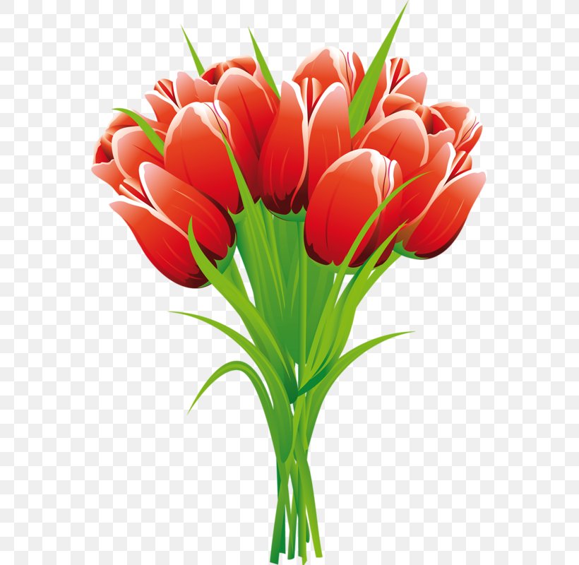 Skagit Valley Tulip Festival Clip Art, PNG, 561x800px, Tulip, Art, Cut Flowers, Floral Design, Floristry Download Free