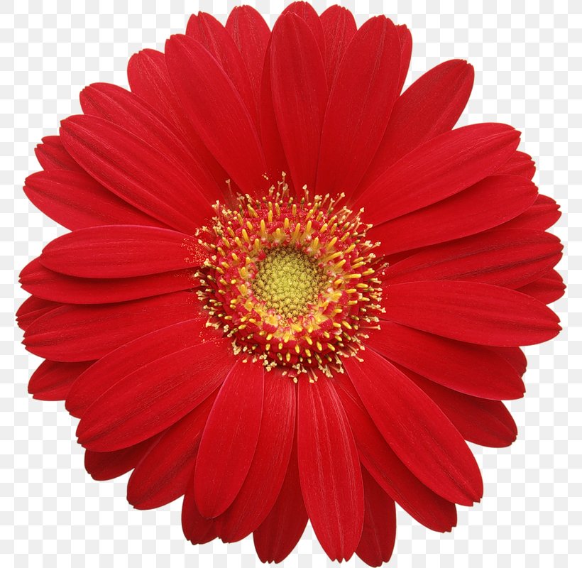 Transvaal Daisy Common Daisy Clip Art, PNG, 778x800px, Transvaal Daisy, Chrysanths, Color, Common Daisy, Cut Flowers Download Free