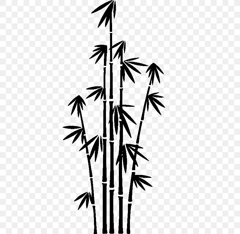 Bamboo Phyllostachys Nigra, PNG, 800x800px, Bamboo, Black And White, Branch, Flora, Leaf Download Free