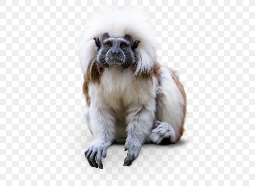 Dog Breed Cotton-top Tamarin Hellabrunn Zoo Companion Dog, PNG, 450x600px, Dog Breed, Breed, Companion Dog, Cottontop Tamarin, Dog Download Free