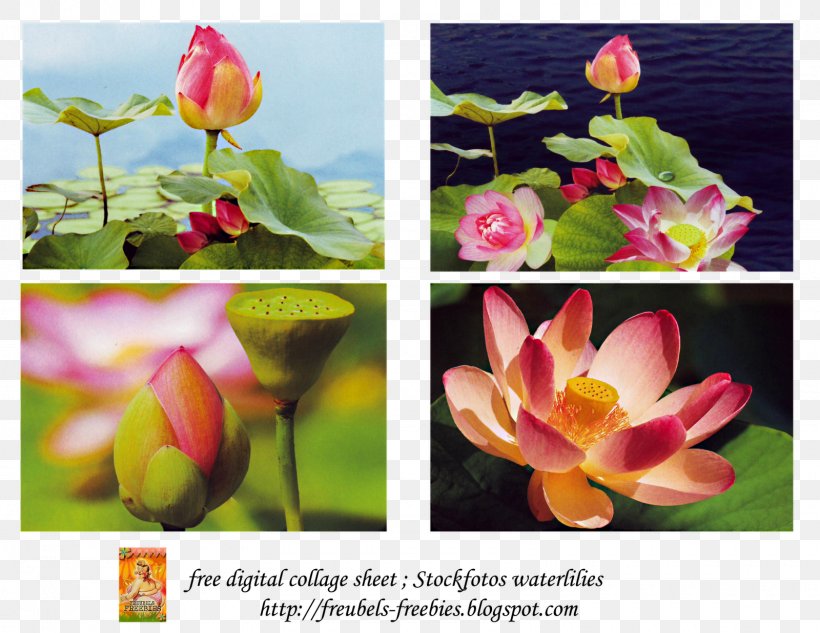 Nelumbo Nucifera Lotus And Nympheas Floral Design Yellow, PNG, 1600x1236px, Nelumbo Nucifera, Aquatic Plant, Book, Computer, Flora Download Free