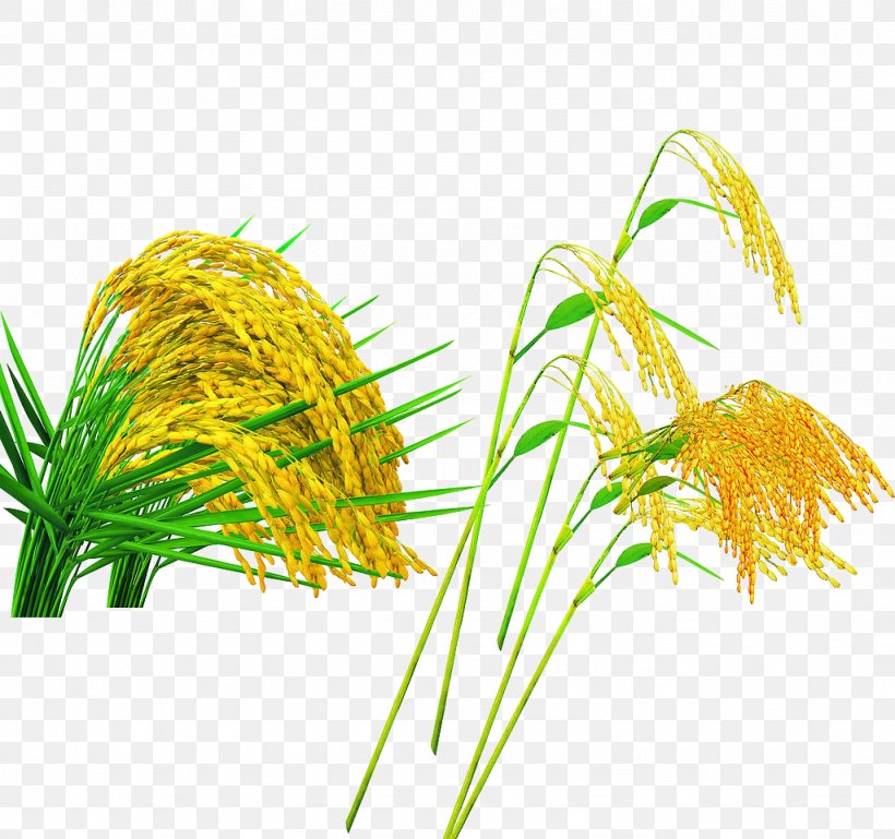 Oryza Sativa Crop Advertising Wheat, PNG, 1024x961px, Oryza Sativa ...