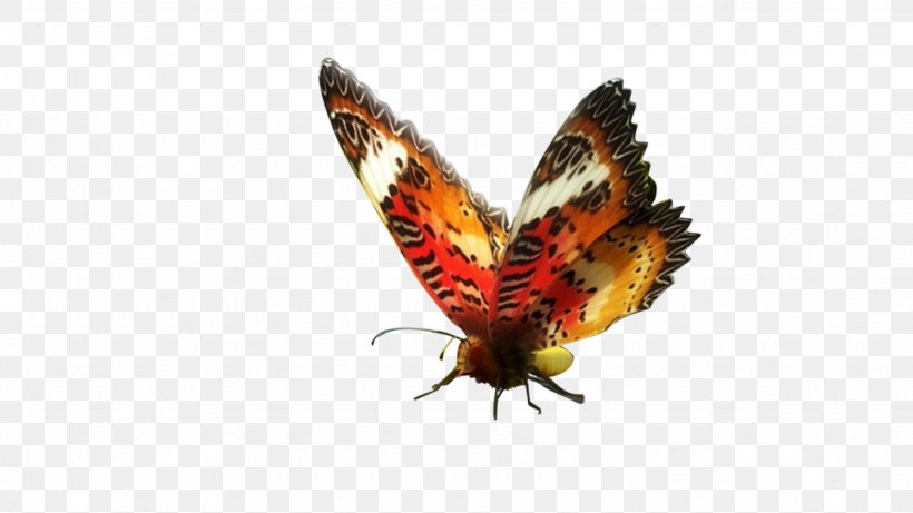 Brush-footed Butterflies NGM Italia NGM Forward Infinity New Generation Mobile 3G Dual SIM, PNG, 1024x576px, Brushfooted Butterflies, Android, Arthropod, Beak, Brush Footed Butterfly Download Free
