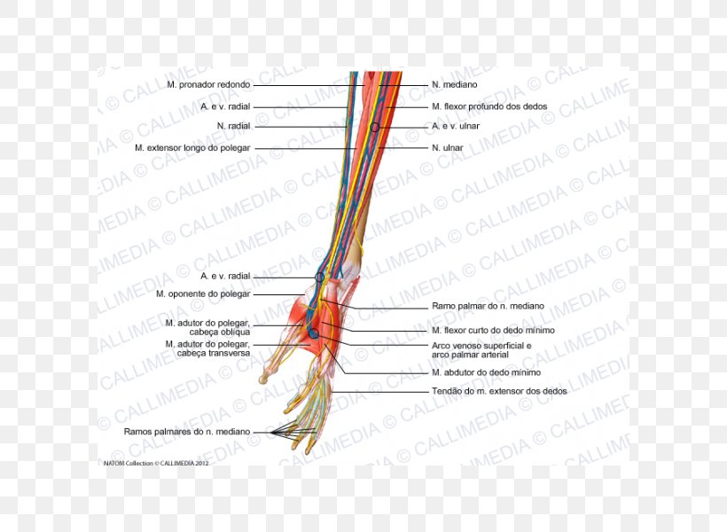 Forearm Nerve Muscle Blood Vessel Muscular System, PNG, 600x600px, Watercolor, Cartoon, Flower, Frame, Heart Download Free