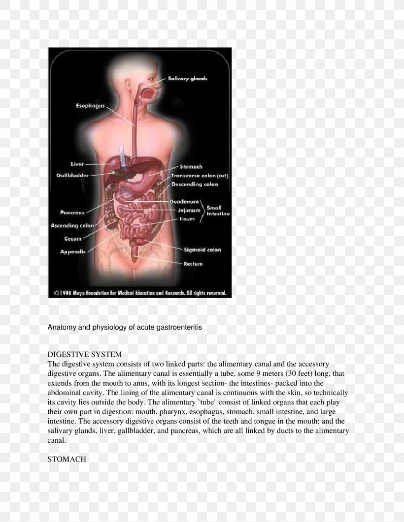 Gastrointestinal Tract Human Digestive System Poliomyelitis Digestion Small Intestine, PNG, 1700x2200px, Watercolor, Cartoon, Flower, Frame, Heart Download Free