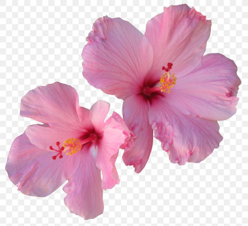 Hibiscus Tea Hair Flower, PNG, 1024x935px, Hibiscus, China Rose, Chinese Hibiscus, Face, Flower Download Free