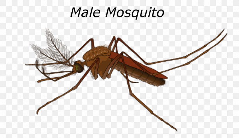 Marsh Mosquitoes Yellow Fever Mosquito Mosquito Control Female, PNG, 960x557px, Marsh Mosquitoes, Aedes, Aedes Albopictus, Arthropod, Culex Download Free