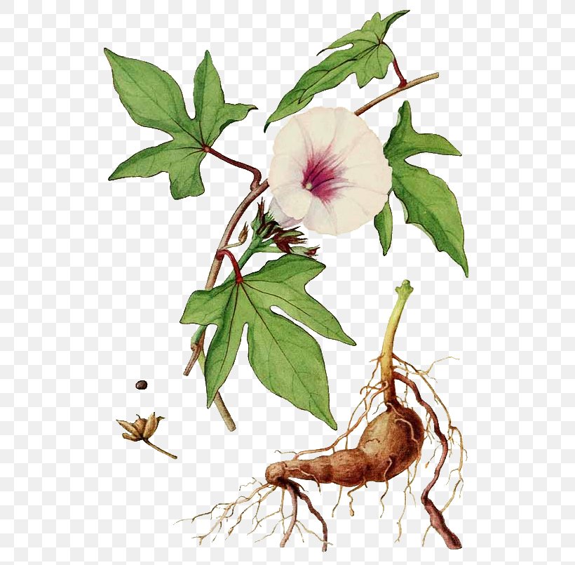 Sweet Potato Botany Morning Glory Embryophyta, PNG, 550x805px, Sweet Potato, Botanical Illustration, Botany, Branch, Common Guava Download Free