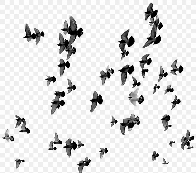 Bird Poster Fine-art Photography Desenio, PNG, 1138x1007px, Bird, Animal Migration, Art, Black And White, Com Download Free