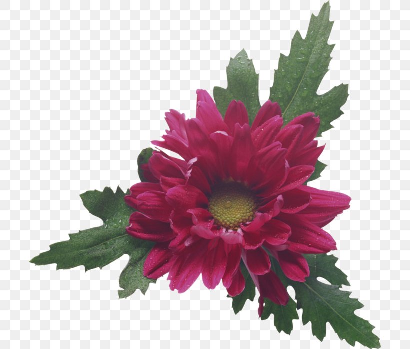 Chrysanthemum Cut Flowers Floral Design Clip Art, PNG, 704x699px, Chrysanthemum, Annual Plant, Aster, Blume, Chrysanths Download Free