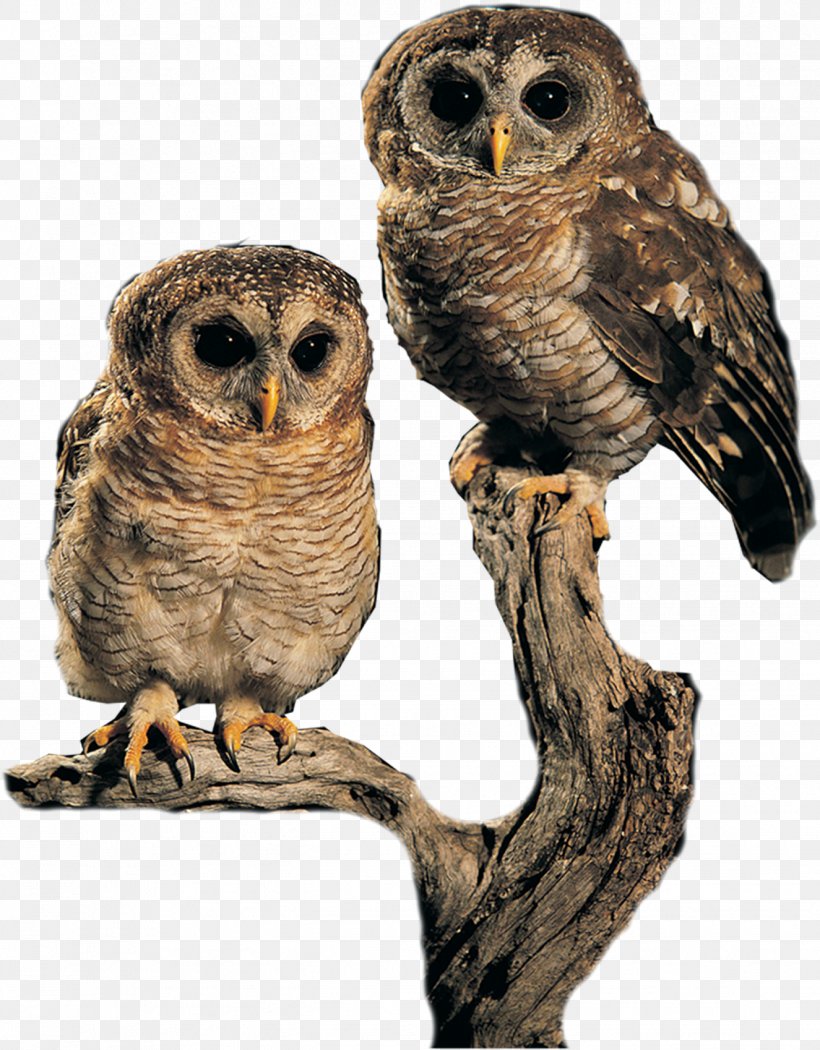 Owl Bird Clip Art, PNG, 1325x1698px, Owl, Beak, Bird, Bird Of Prey, Eurasian Eagleowl Download Free