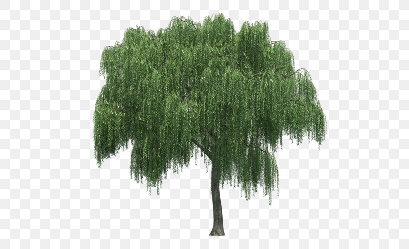 Weeping Willow Tree Rendering, PNG, 500x500px, Weeping Willow, Animaatio, Evergreen, Grass, Landscape Download Free