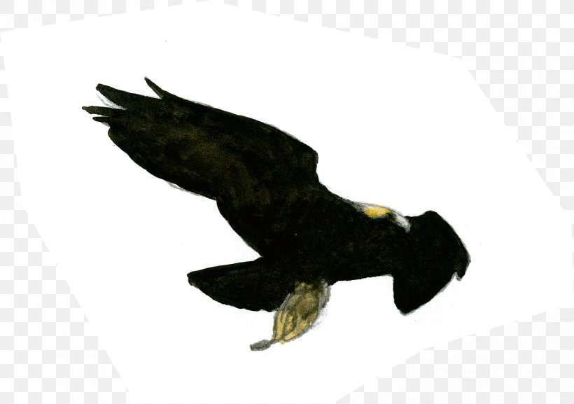 Bald Eagle Golden Eagle Buzzard Image, PNG, 1416x998px, Bald Eagle, Accipitriformes, Beak, Bird, Bird Of Prey Download Free