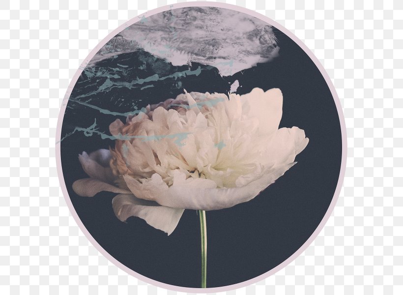 Digital Photography Peony Digital Data, PNG, 600x600px, Digital Photography, Digital Data, Dishware, Flower, Flowering Plant Download Free