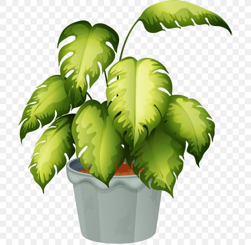 Flowering Plant Clip Art, PNG, 699x800px, Plant, Flowering Plant, Flowerpot, Houseplant, Leaf Download Free