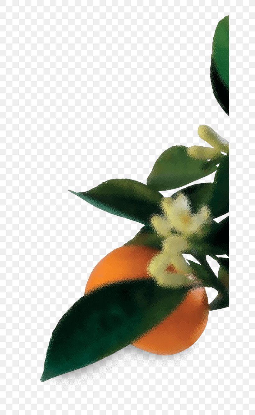 Leaf Flowerpot Close-up Petal Fruit, PNG, 652x1336px, Leaf, Closeup, Flowerpot, Fruit, Petal Download Free