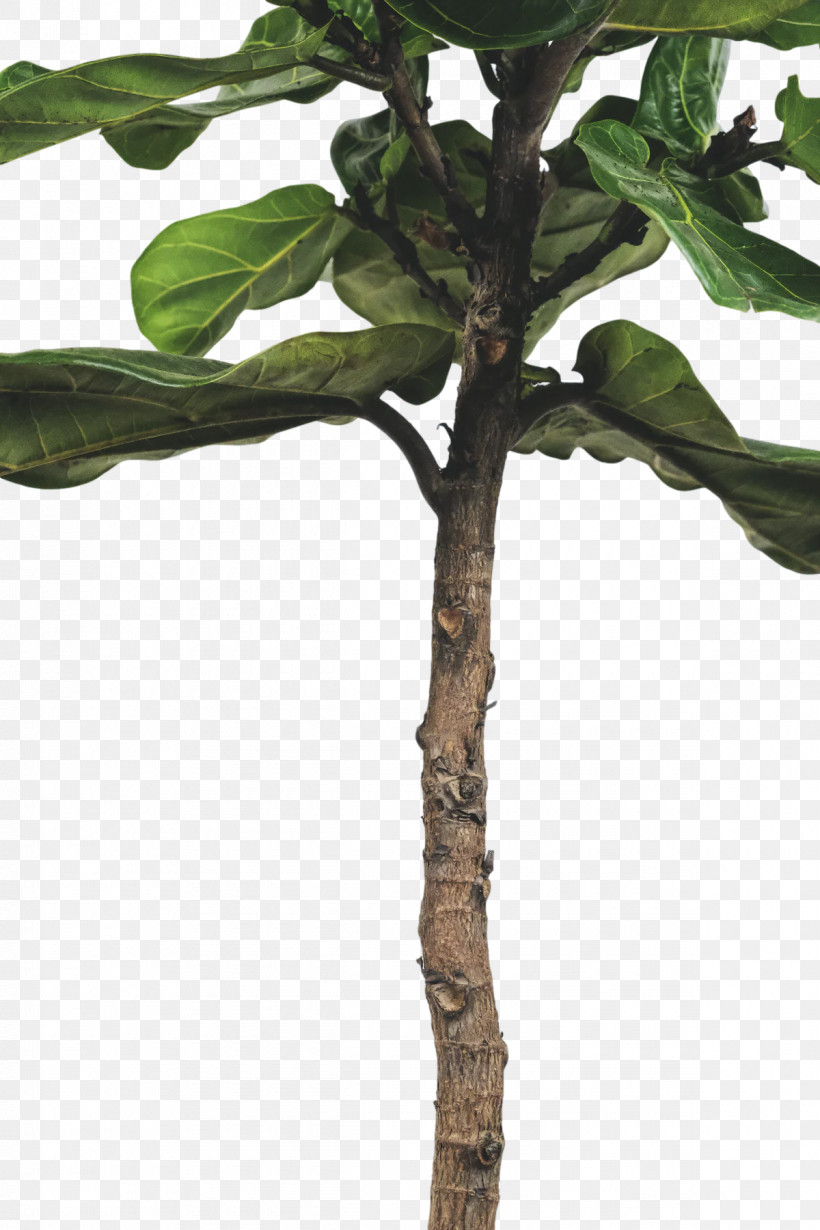 Leaf Plant Stem Twig M-tree Tree, PNG, 1200x1800px, Leaf, Biology, Mtree, Plant Stem, Plant Structure Download Free