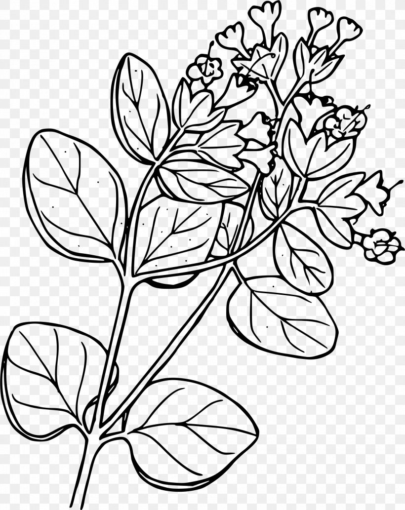Plant Marvel-of-peru Clip Art, PNG, 1905x2400px, Plant, Art, Black And White, Branch, Butterfly Download Free