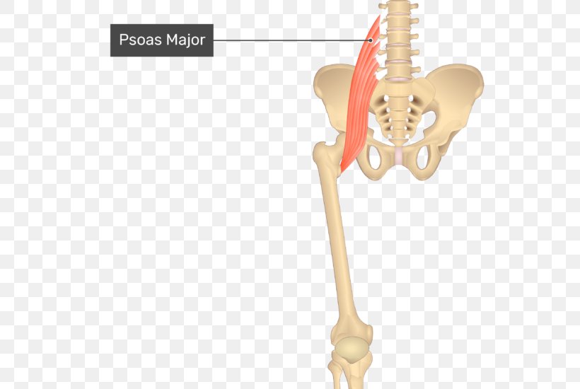 Adductor Longus Muscle Adductor Brevis Muscle Adductor Muscles Of The Hip Adductor Magnus Muscle Pectineus Muscle, PNG, 550x550px, Watercolor, Cartoon, Flower, Frame, Heart Download Free