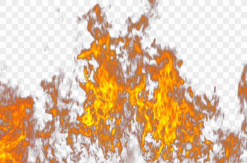 Fire Flame Light, PNG, 1000x662px, Fire, Autumn, Branch, Combustion, Drawing Download Free