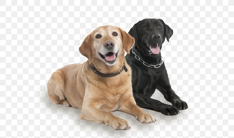 Labrador Retriever Dog Breed Companion Dog Yardley Animal Kennels Inc Pet, PNG, 600x485px, Labrador Retriever, Animal, Breed, Carnivoran, Companion Dog Download Free