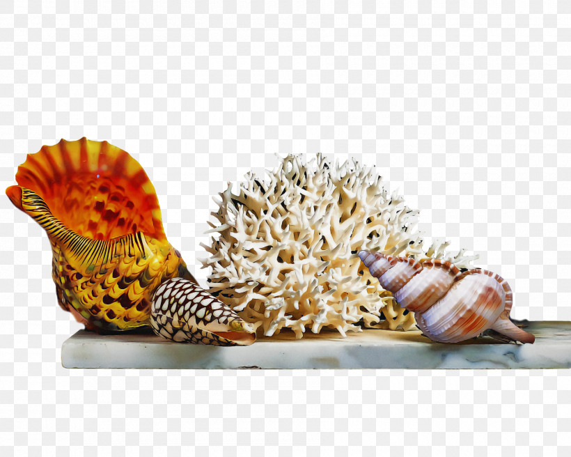 Seashell Cockle Bivalvia Conch Conchology, PNG, 1800x1440px, Seashell, Bivalvia, Cartoon, Cockle, Conch Download Free