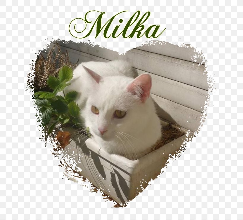 Whiskers Turkish Van Kitten Domestic Short-haired Cat Turkey, PNG, 657x741px, Whiskers, Calendar, Cat, Cat Like Mammal, Domestic Short Haired Cat Download Free
