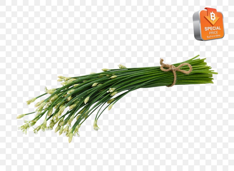 Allium Fistulosum Herb Scallion Welsh Cuisine Grasses, PNG, 800x600px, Allium Fistulosum, Allium, Commodity, Food, Grass Download Free