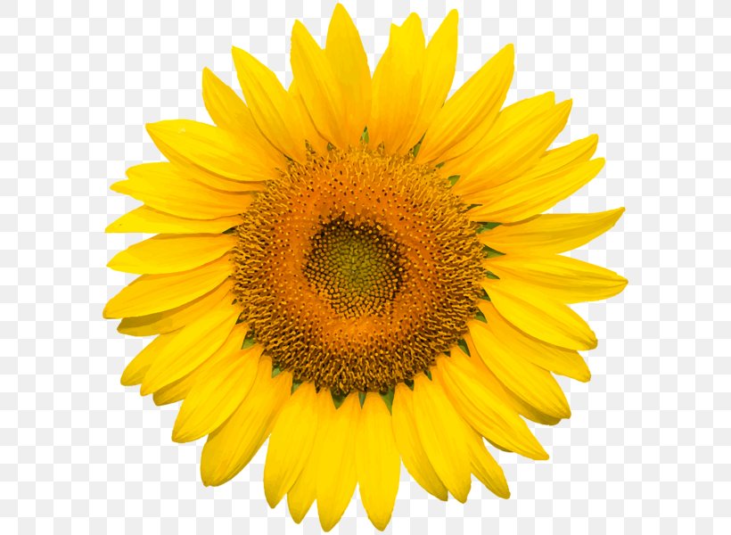 Common Sunflower Desktop Wallpaper Clip Art, PNG, 596x600px, Common Sunflower, Annual Plant, Asterales, Daisy Family, Flower Download Free