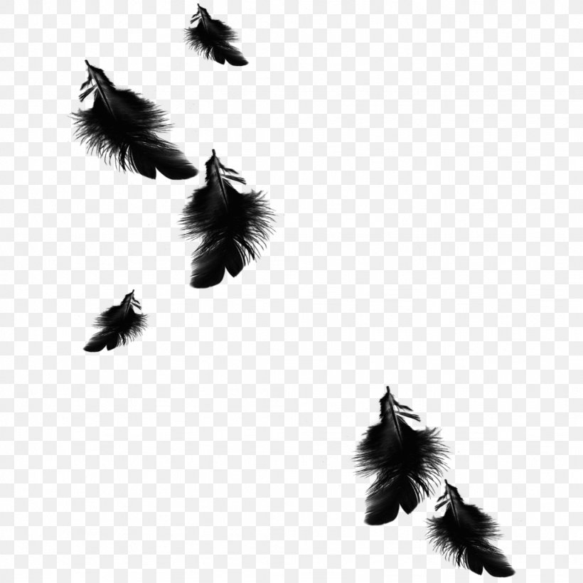 Feather Image Bird Black, PNG, 1024x1024px, Feather, Bird, Black, Blackandwhite, Down Feather Download Free