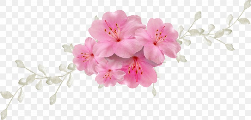 Flower, PNG, 1600x765px, Flower, Azalea, Blossom, Branch, Cherry Blossom Download Free
