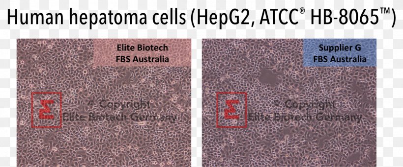 Hep G2 Cell Culture ATCC Biotechnology, PNG, 1362x567px, Cell Culture, Atcc, Biotechnology, Brand, Cell Download Free