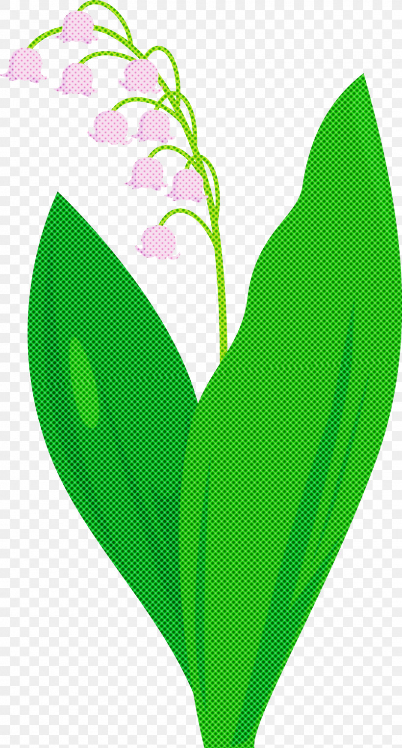 Lily Bell Flower, PNG, 1611x3000px, Lily Bell, Anthurium, Flower, Grass, Green Download Free