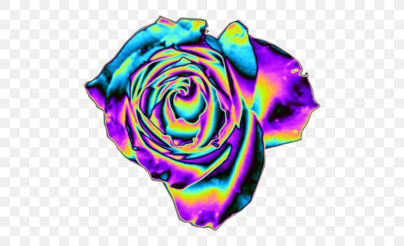 Rainbow Rose Garden Roses Floribunda Petal Blue Rose, PNG, 500x500px, Rainbow Rose, Blue Rose, Cabbage Rose, Color, Cut Flowers Download Free