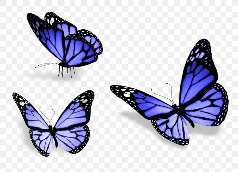 Butterfly Stock Photography Royalty-free Wallpaper, PNG, 1000x723px, Butterfly, Brush Footed Butterfly, Butterflies And Moths, Drawing, Insect Download Free