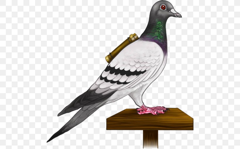 Homing Pigeon English Carrier Pigeon Columbidae Bird Fantail Pigeon, PNG, 512x512px, Homing Pigeon, Beak, Bird, Breed, Columbidae Download Free