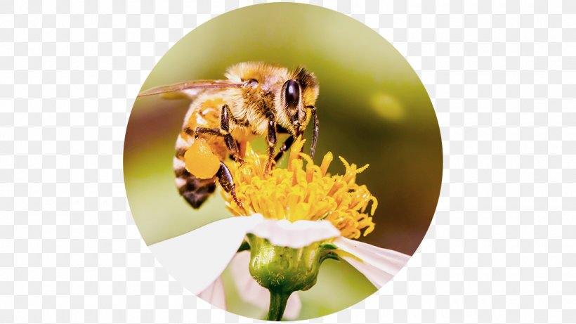 Honey Bee Pollen Pest, PNG, 1100x619px, Honey Bee, Arthropod, Bee, Honey, Insect Download Free