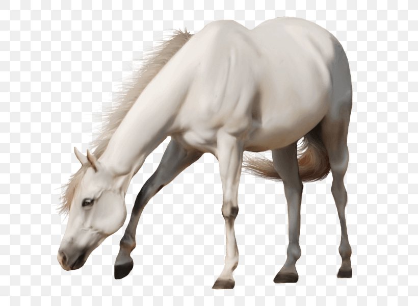 Mare American Paint Horse Stallion Clip Art, PNG, 620x600px, Mare, American Paint Horse, Colt, Equestrian, Fauna Download Free