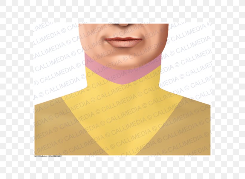 Neck, PNG, 600x600px, Neck, Chin, Jaw, Shoulder, Yellow Download Free